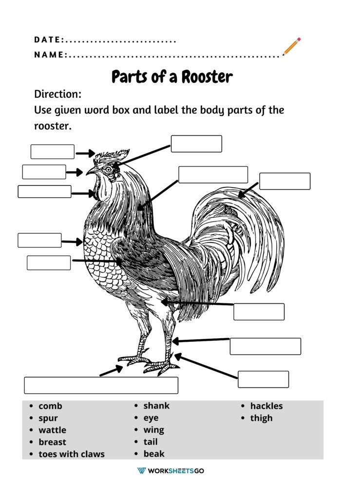 Parts Of A Rooster Worksheet Parts Of A Rooster Worksheet