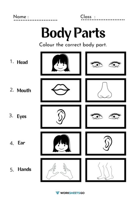 Body Parts Coloring Page Worksheets