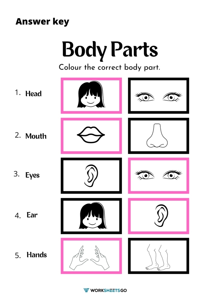 Body Parts Coloring Page Worksheet Answer Key
