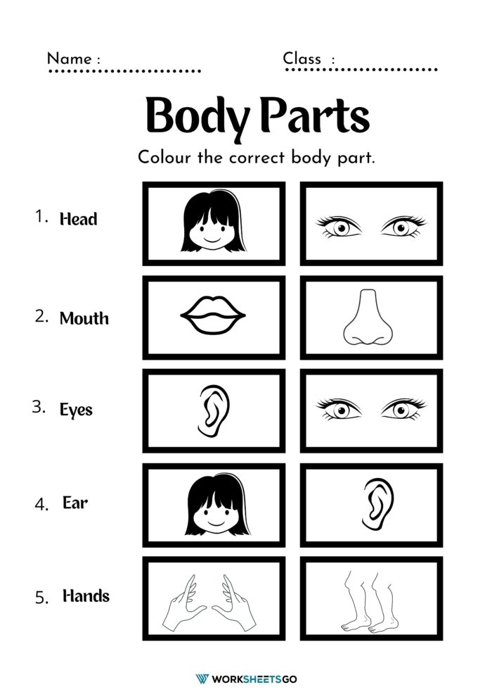 Body Parts Coloring Page Worksheets - Body Parts Coloring Page Worksheet 