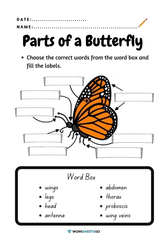 Label a Butterfly Worksheets