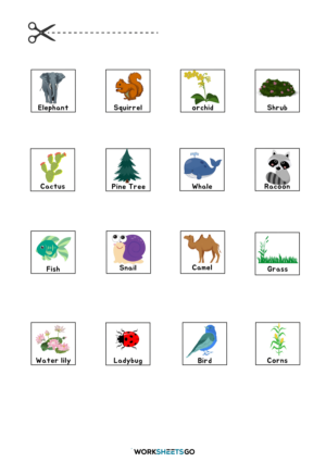 Plants And Animals Worksheets