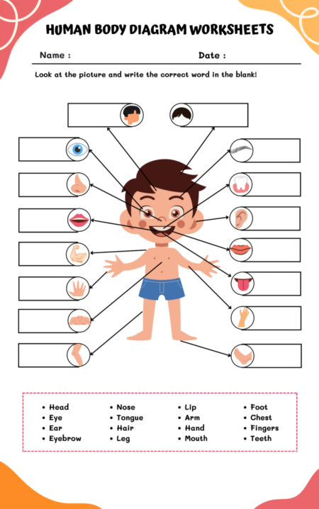 Human Body Diagram Worksheets