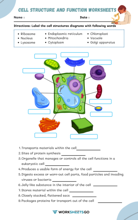 Cell Structure and Function Worksheets