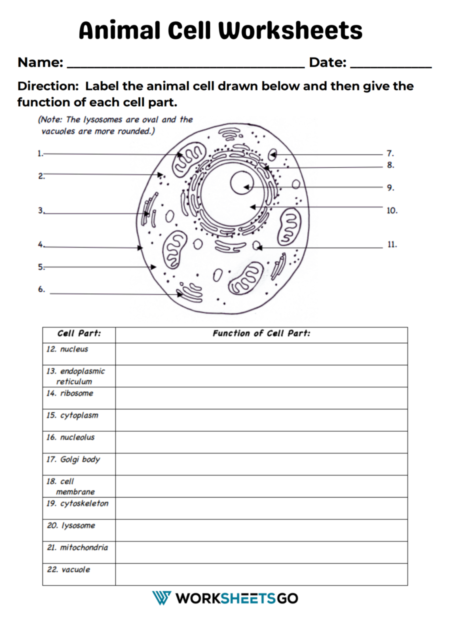 Animal Cell Worksheets