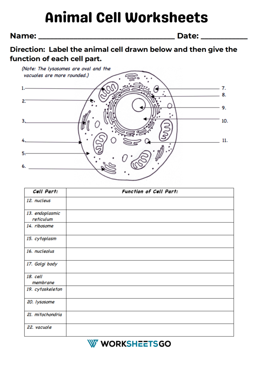 Cell Organelles Worksheets WorksheetsGO