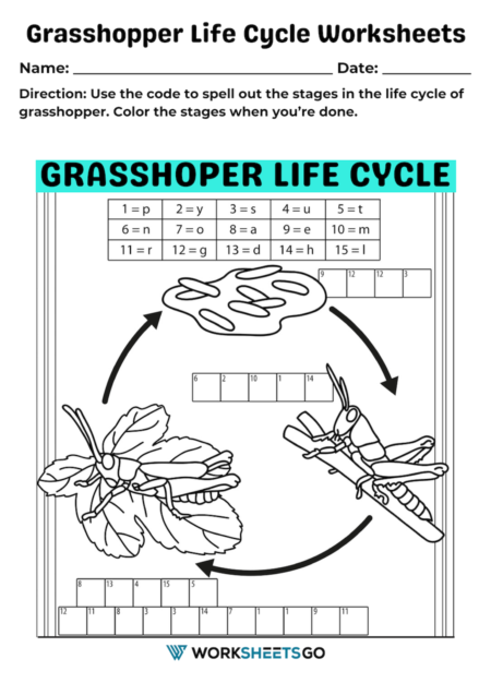 Grasshopper Life Cycle Worksheets