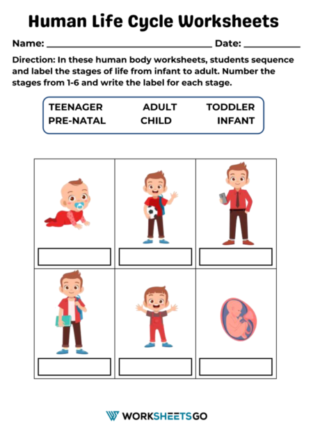 Human Life Cycle Worksheets