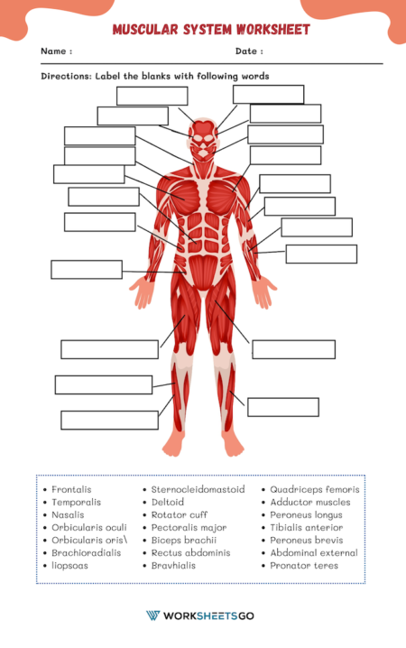 Muscular System Worksheets
