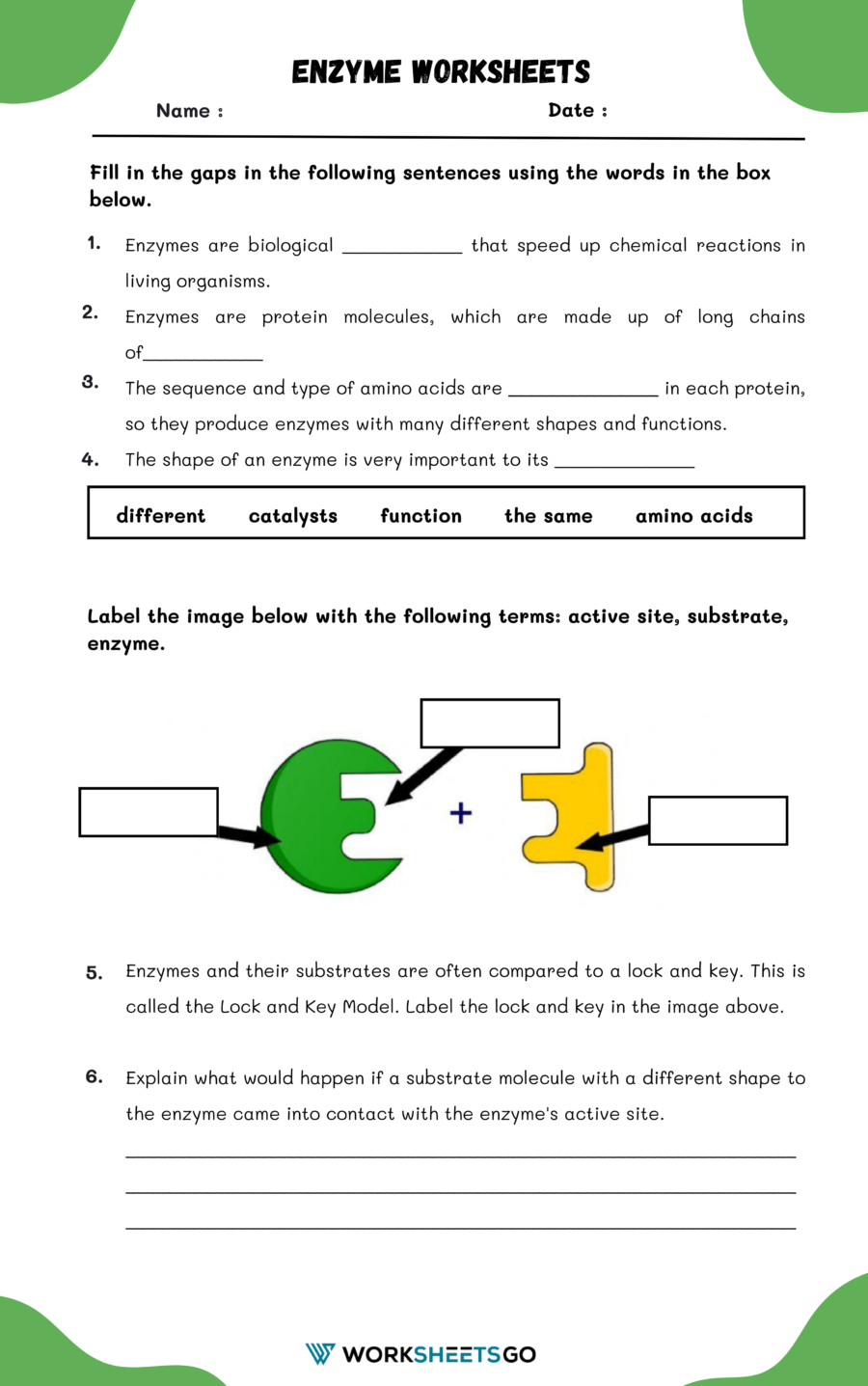 Enzyme Worksheet