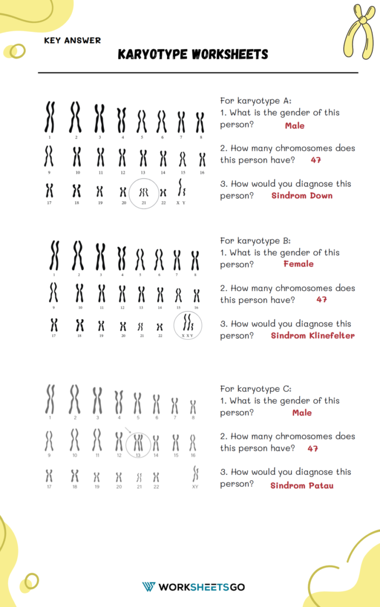 Decoding Our Genetic Blueprint Karyotype Worksheets WorksheetsGO