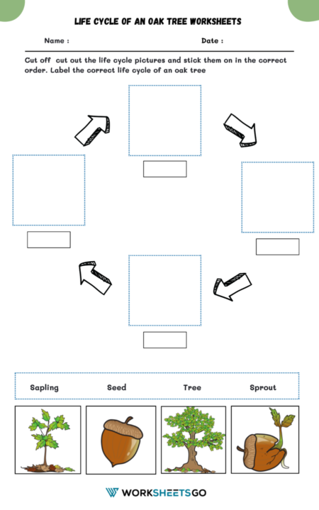 Life Cycle Of An Oak Tree Worksheets