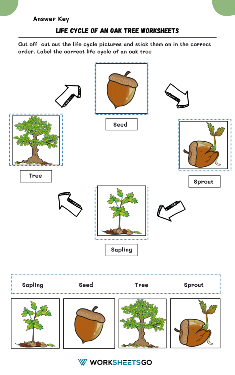 Life Cycle Of An Oak Tree Worksheets | WorksheetsGO