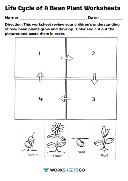 Life Cycle of A Bean Plant Worksheets