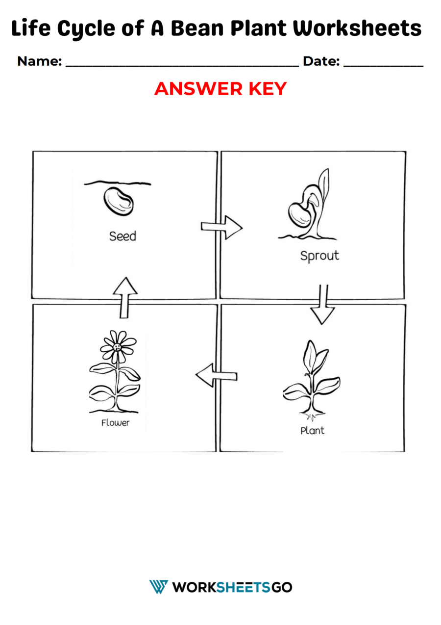 Life Cycle Of A Bean Plant Worksheet Answer Key