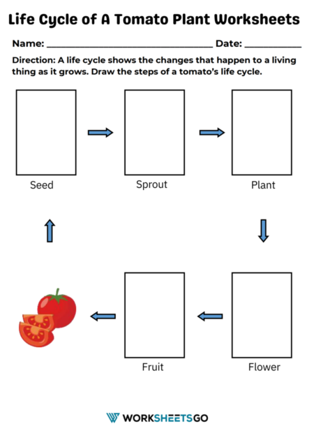 Life Cycle of A Tomato Plant Worksheets