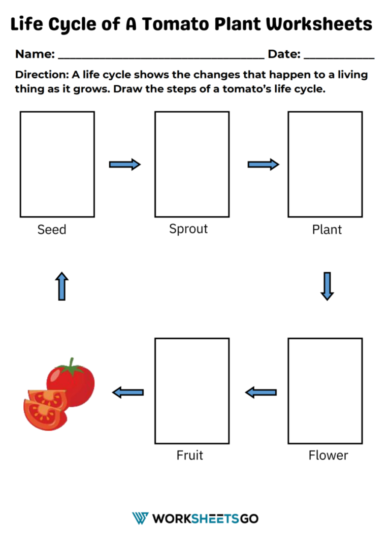 Life Cycle of A Tomato Plant Worksheets | WorksheetsGO