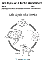 Life Cycle of A Turtle Worksheets | WorksheetsGO