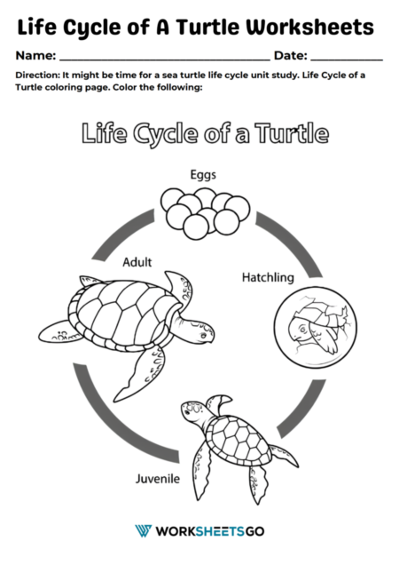 Life Cycle of A Turtle Worksheets