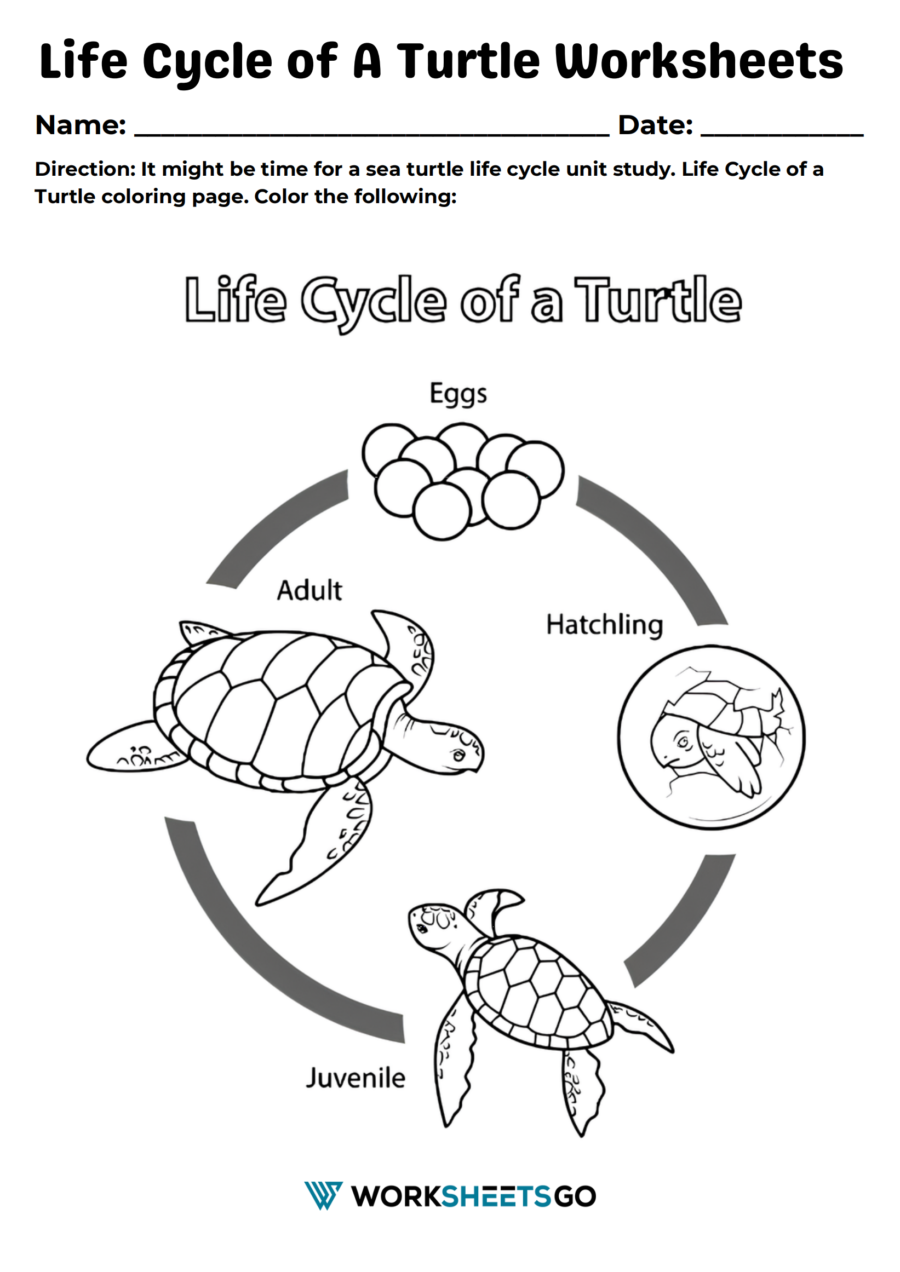 Life Cycle Of A Turtle Worksheet Life Cycle Of A Turtle Worksheet