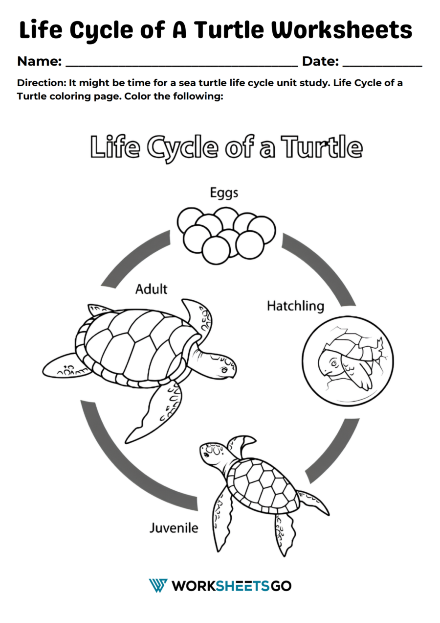 Life Cycle Of A Turtle Worksheet