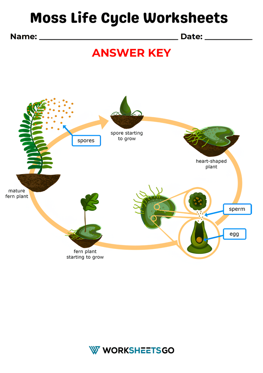 Moss Life Cycle Worksheet Answer Key