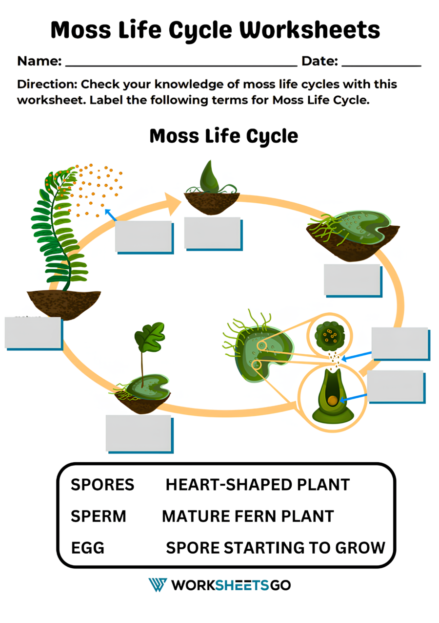 Moss Life Cycle Worksheet Moss Life Cycle Worksheet