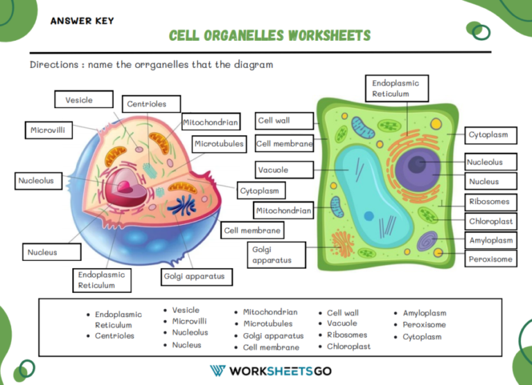 Image 5 for Cell Organelles Worksheet Answer Key