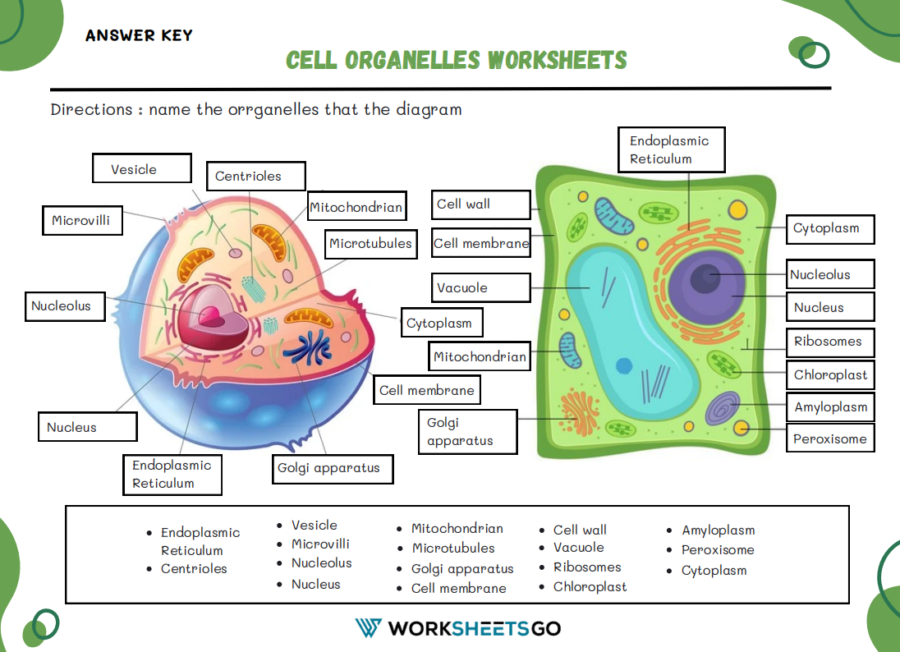 Cell Organelles Worksheet Answer Key