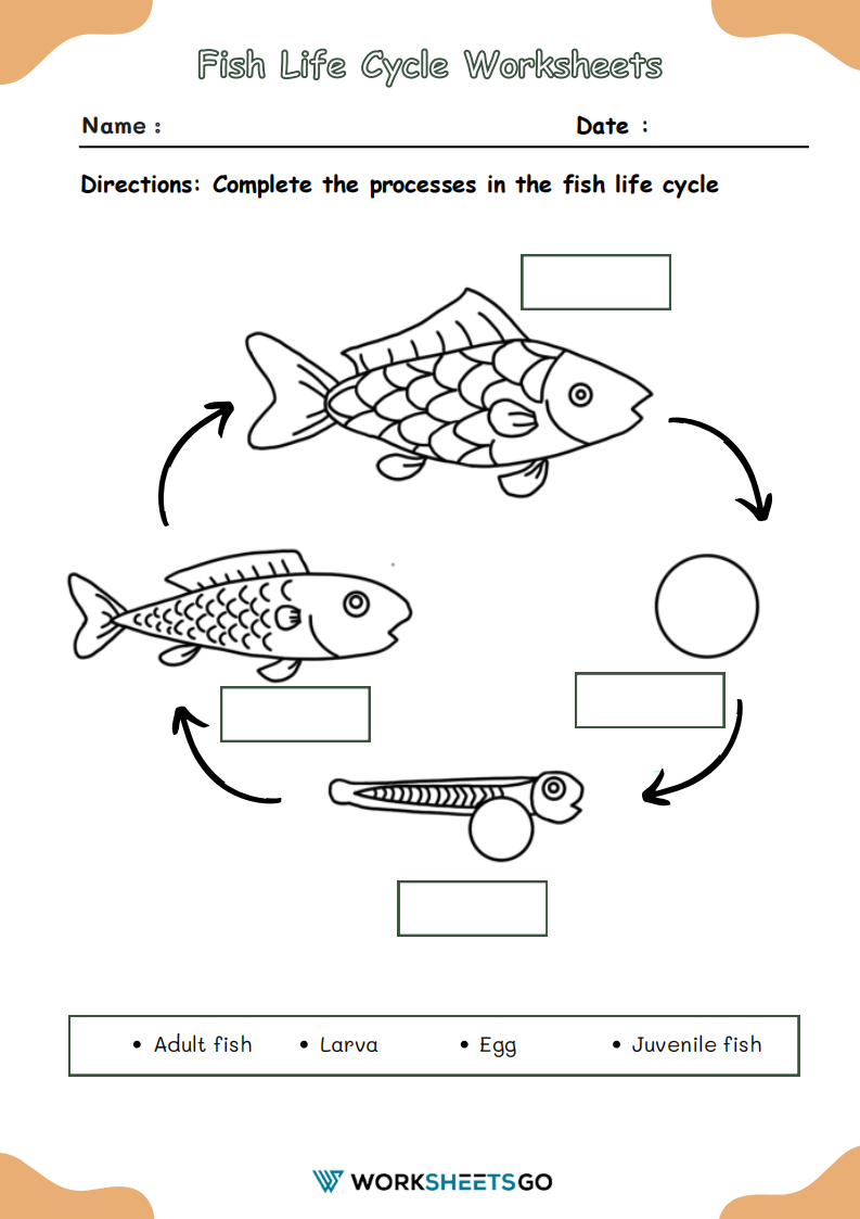 Fish Life Cycle Worksheet Fish Life Cycle Worksheet