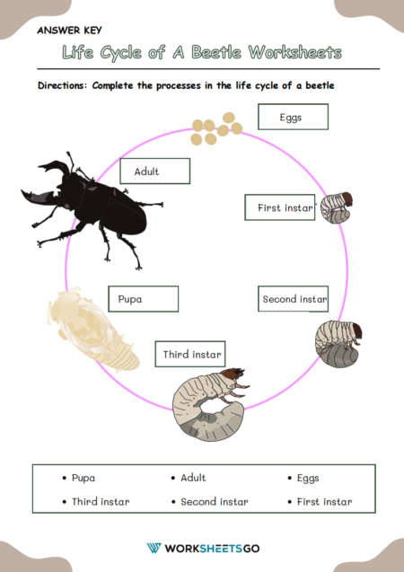 Life Cycle of A Beetle Worksheets
