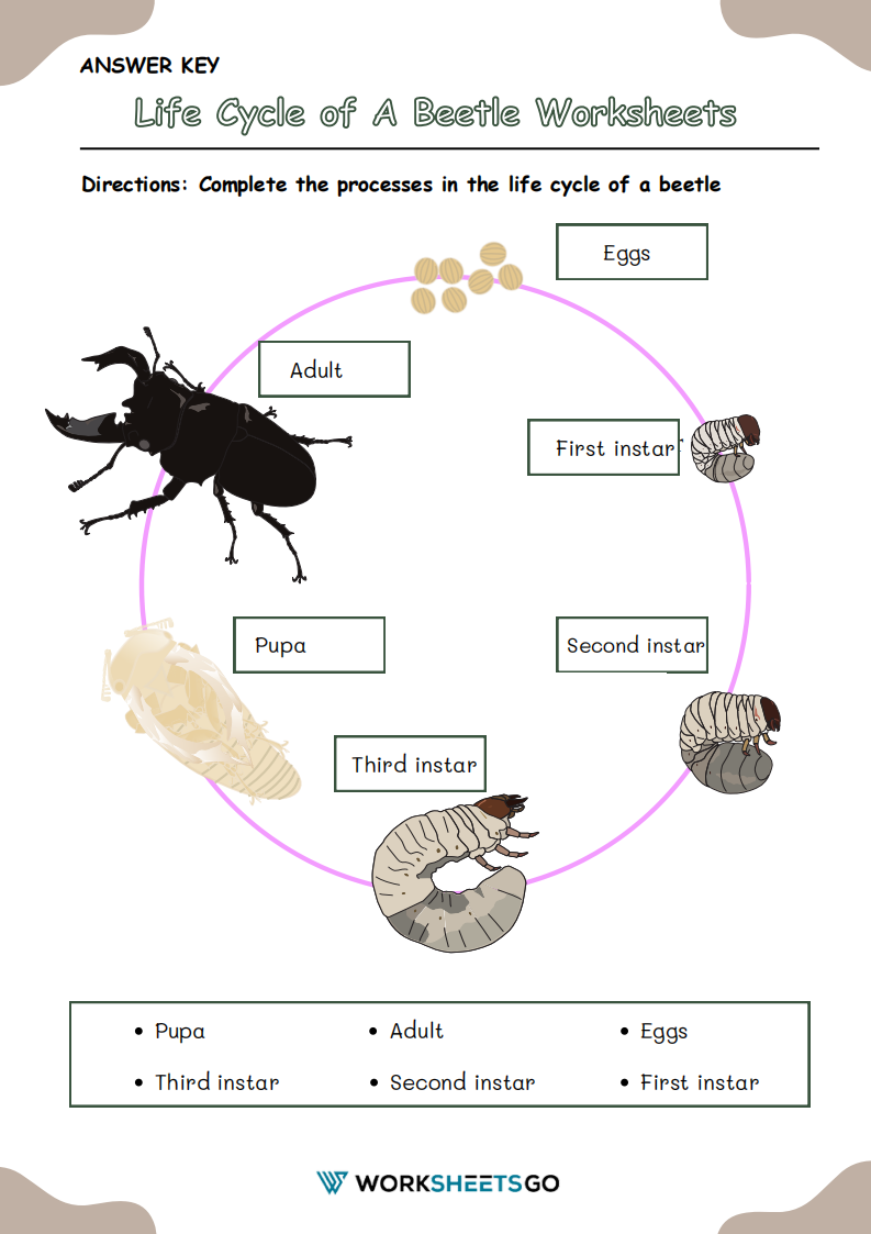 Life Cycle Of A Beetle Worksheet Answer Key