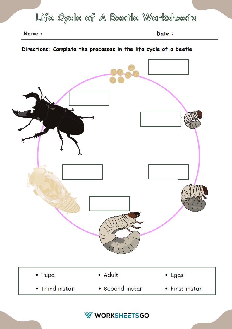 Life Cycle Of A Beetle Worksheet