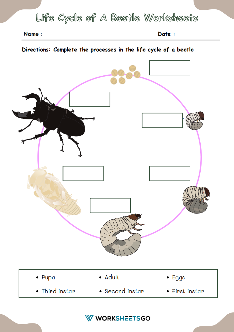 Life Cycle Of A Beetle Worksheet Life Cycle Of A Beetle Worksheet