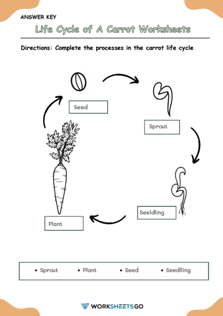 Life Cycle of A Carrot Worksheets