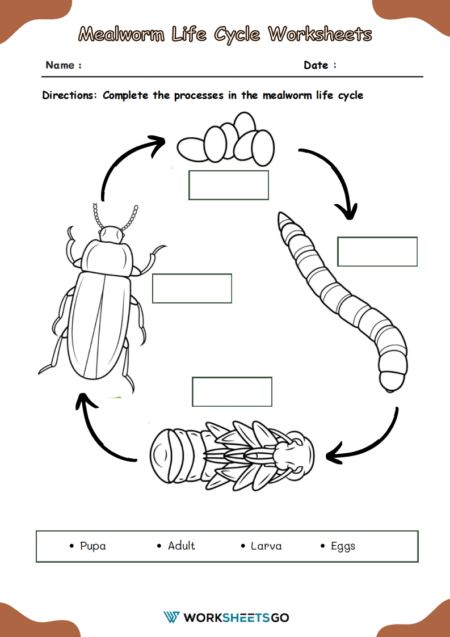 Mealworm Life Cycle Worksheets