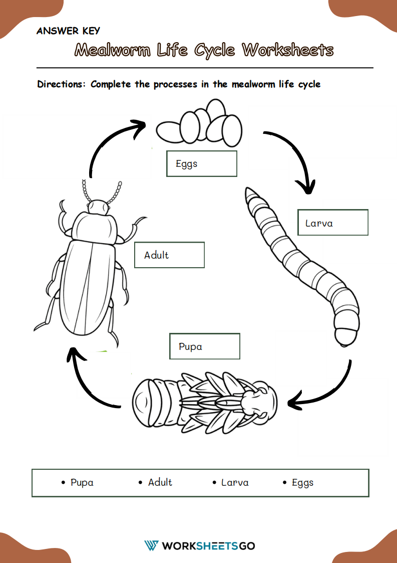 Mealworm Life Cycle Worksheet Answer Key