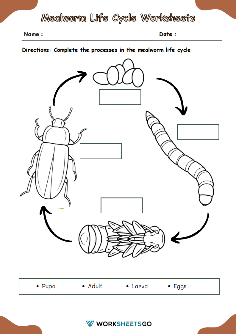 Mealworm Life Cycle Worksheet