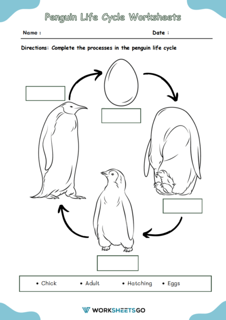 Penguin Life Cycle Worksheets