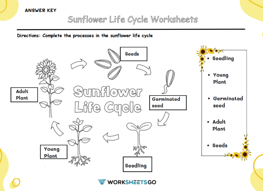 Sunflower Life Cycle Worksheet Answer Key