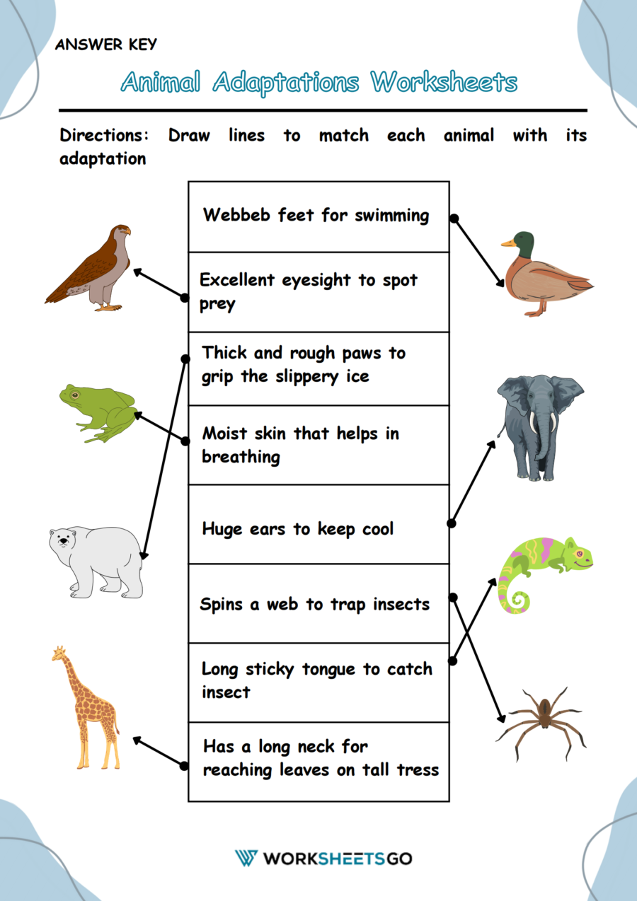 Animal Adaptations Worksheet Answer Key Animal Adaptations Worksheet Answer Key