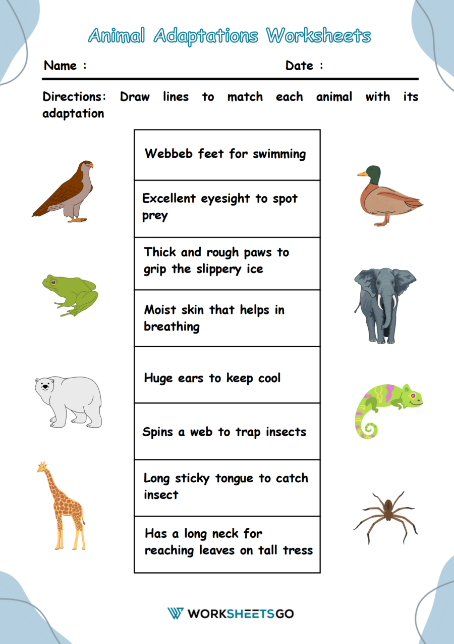 Animal Adaptations Worksheet