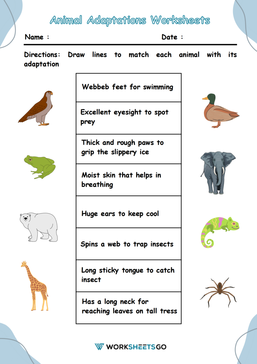 Animal Adaptations Worksheet Animal Adaptations Worksheet