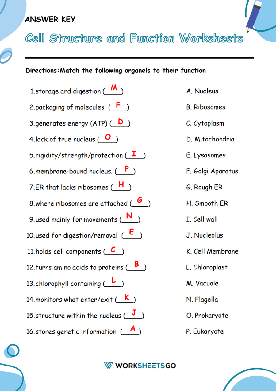 Cell Structure And Function Worksheet Answer Key