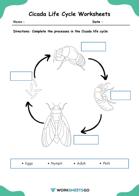 Cicada Life Cycle Worksheets