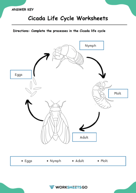 Cicada Life Cycle Worksheets WorksheetsGO Cicada Life Cycle Worksheets WorksheetsGO