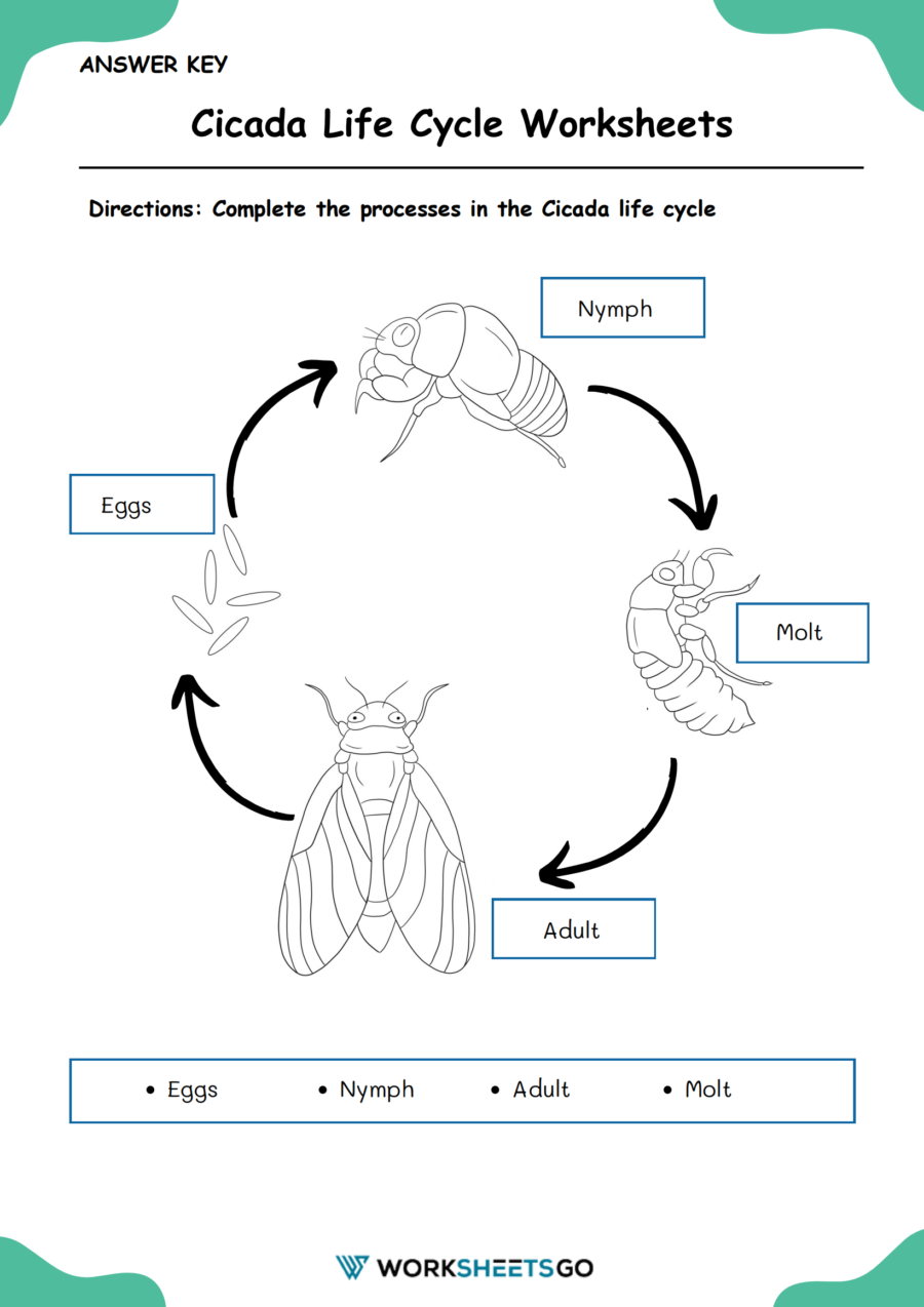 Cicada Life Cycle Worksheet Answer Key