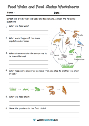 Food Webs and Food Chains Worksheets