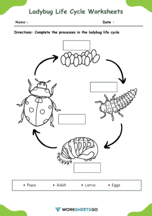 Ladybug Life Cycle Worksheets | WorksheetsGO