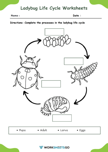 Ladybug Life Cycle Worksheets